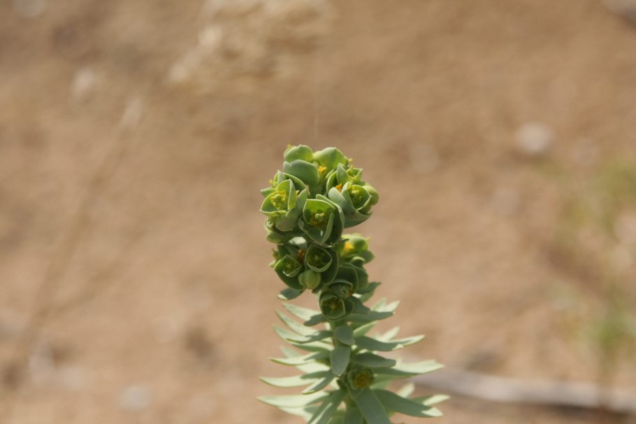 Euphorbia myrsinites