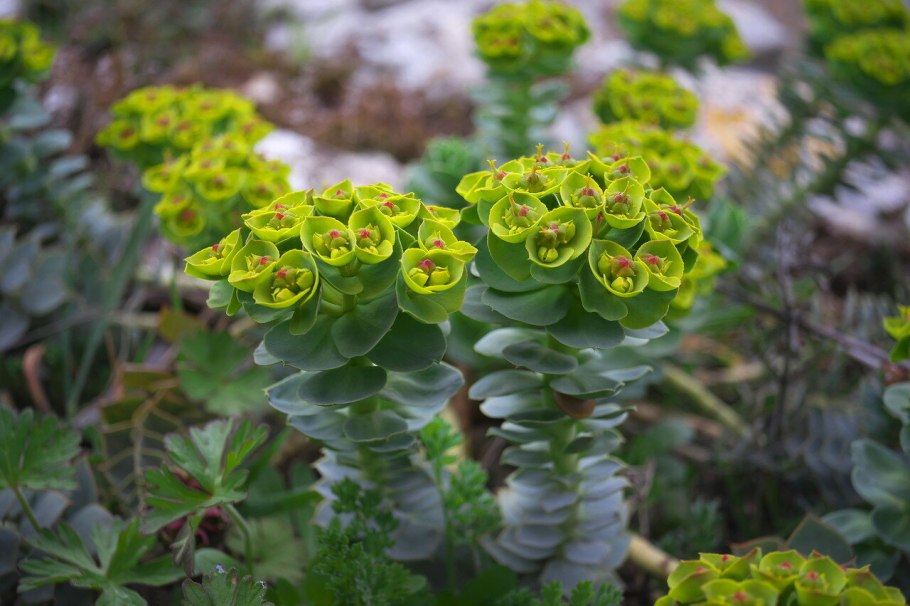 Молочай кипарисовый (Euphorbia cyparissias)