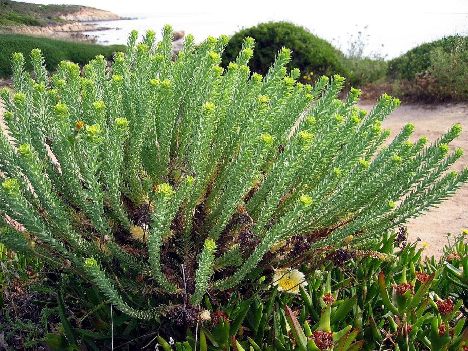 Euphorbia paralias
