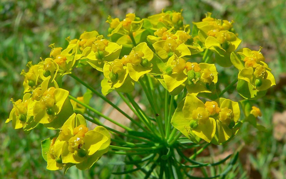 Молочай лозный