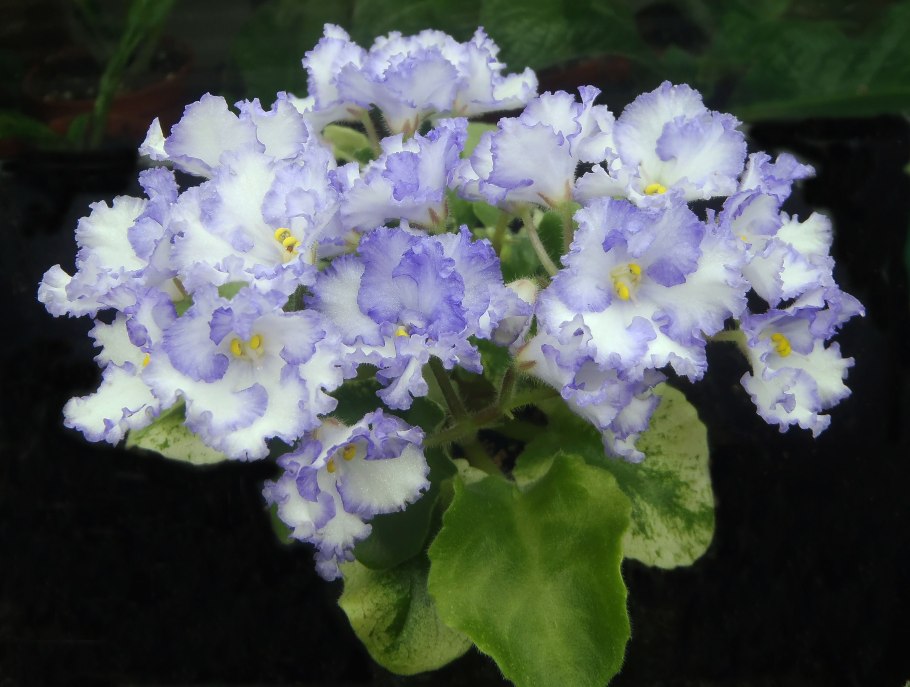 Ле-Лавандовая Жемчужина