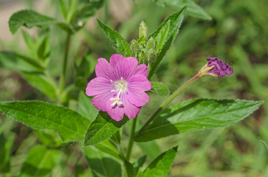 Кипрей волосистый Epilobium hirsutum