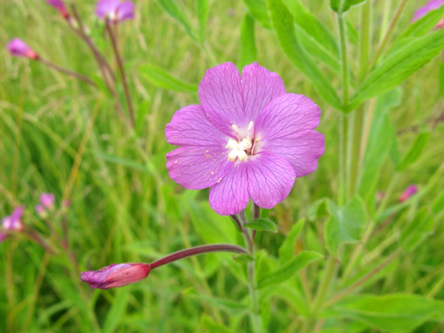 Кипрей волосистый Epilobium hirsutum l.