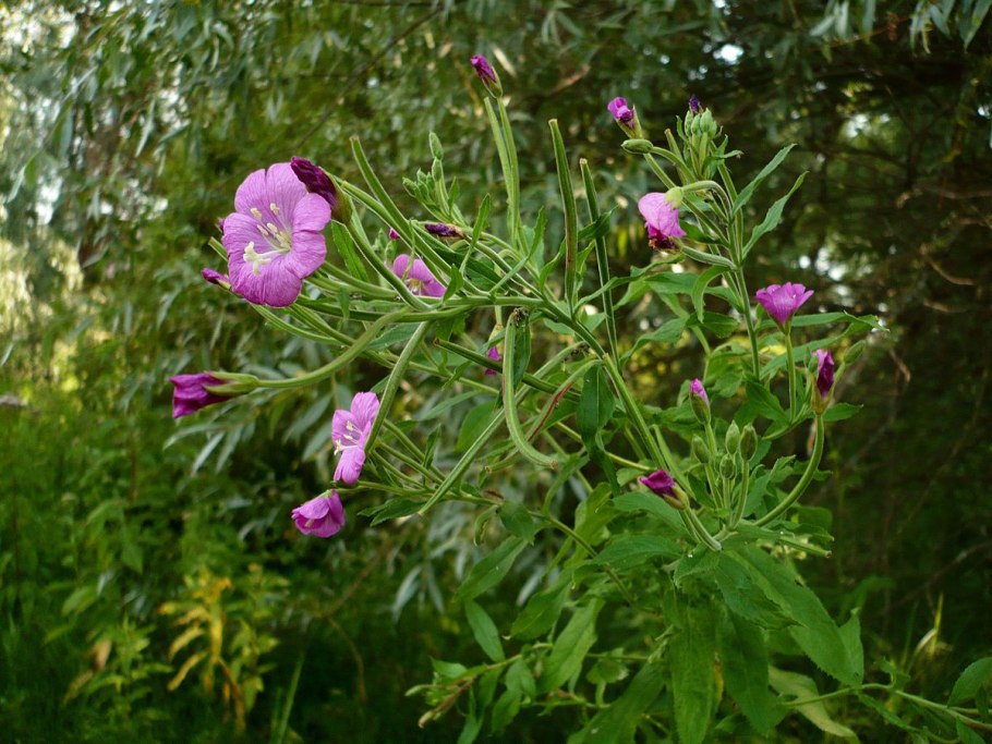 Кипрей мохнатый