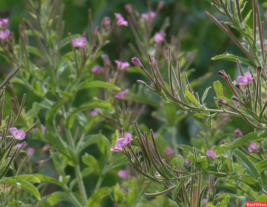 Кипрей горный Epilobium montanum