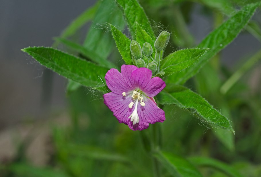 2. Кипрей волосистый (Epilobium hirsutum l.)