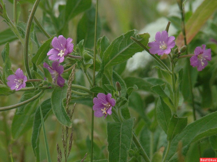 Кипрей волосистый Epilobium hirsutum