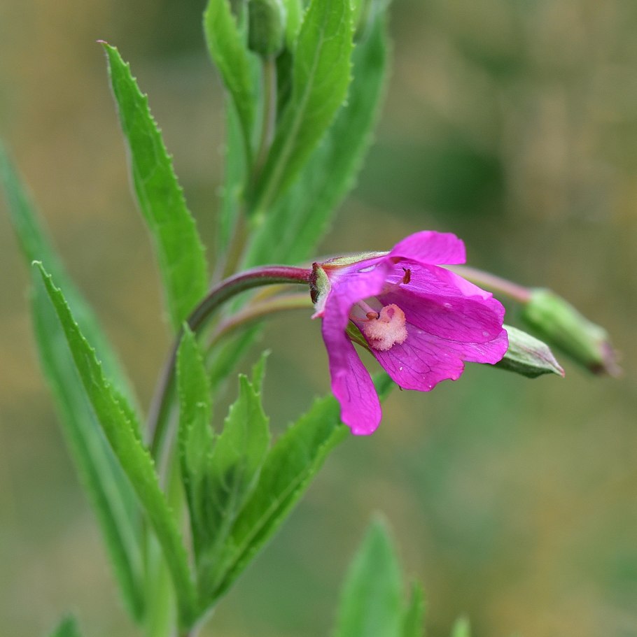 Кипрей волосистый Epilobium hirsutum