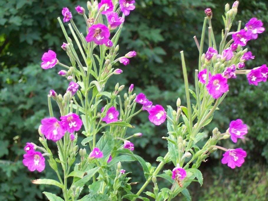 Кипрей волосистый растения Свердловская область