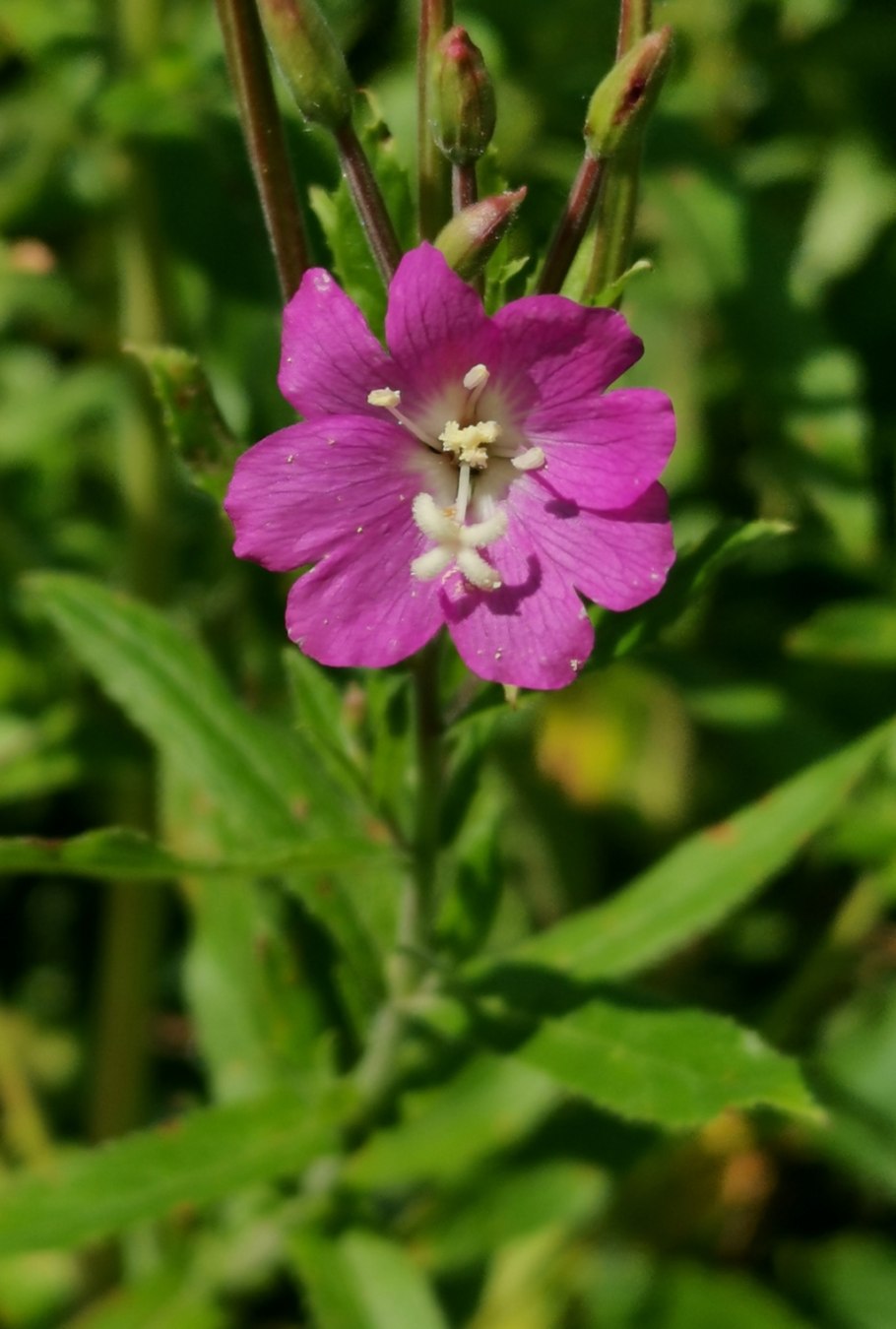 Кипрей мелкоцветковый болотный