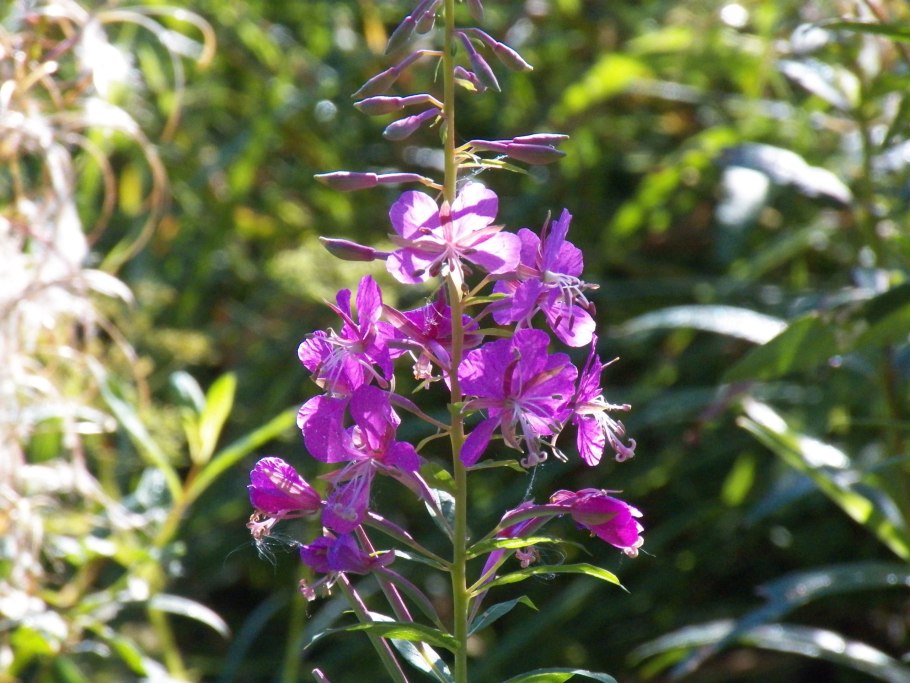 Иван чай кипрей