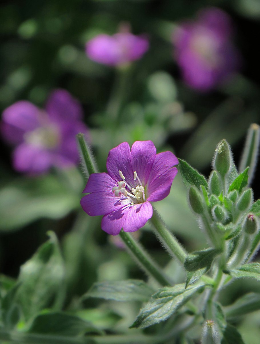 Кипрей волосистый Epilobium hirsutum l.