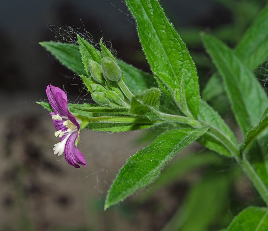 Epilobium hirsutum l.