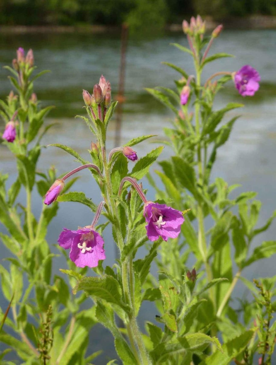 Кипрей волосистый Epilobium hirsutum
