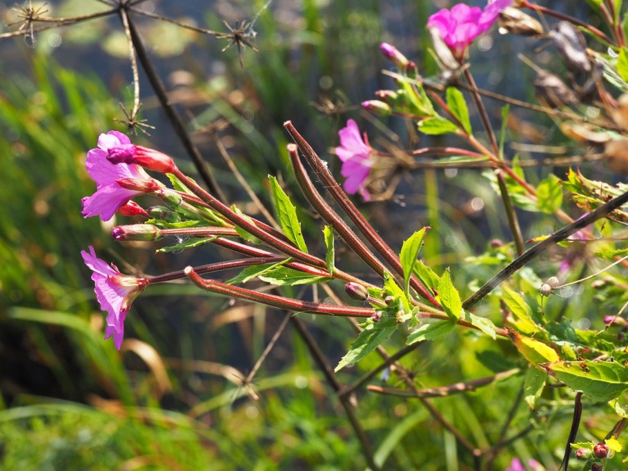 Кипрей волосистый Epilobium hirsutum l.