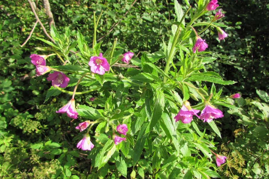 Epilobium hirsutum растение
