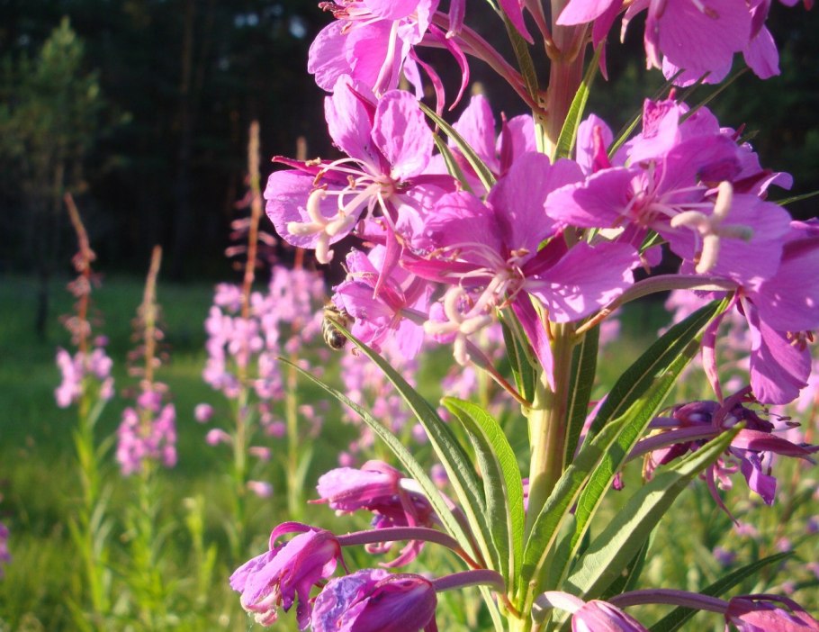 Кипрей мелкоцветковый