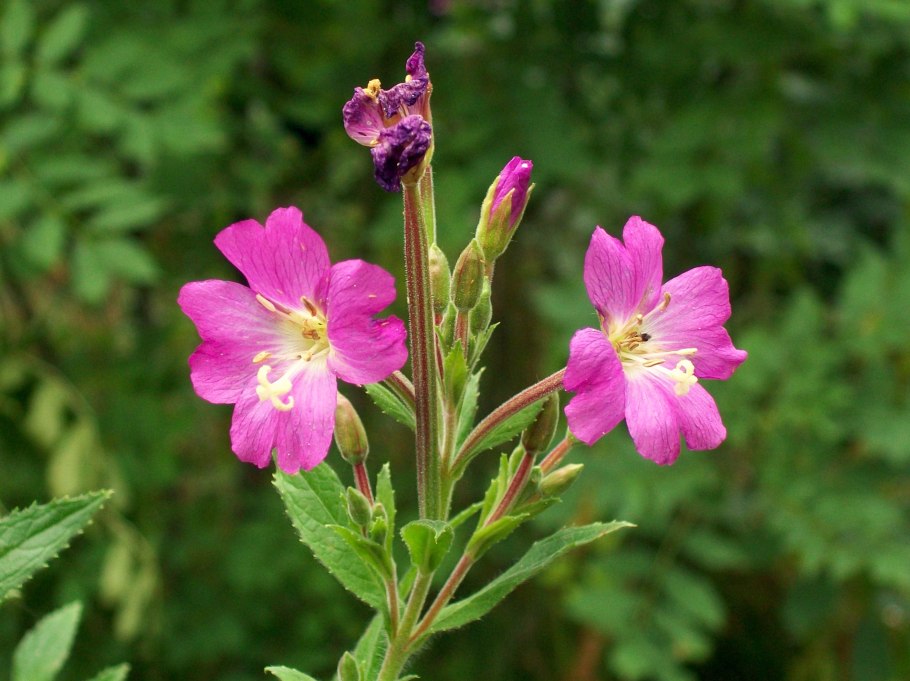 Кипрей волосистый Epilobium hirsutum l.