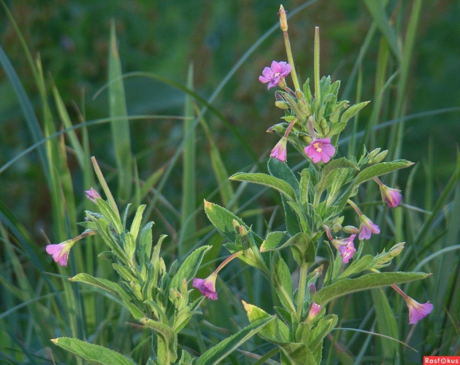 Кипрей мохнатый