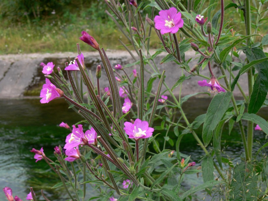 Кипрей волосистый Epilobium hirsutum