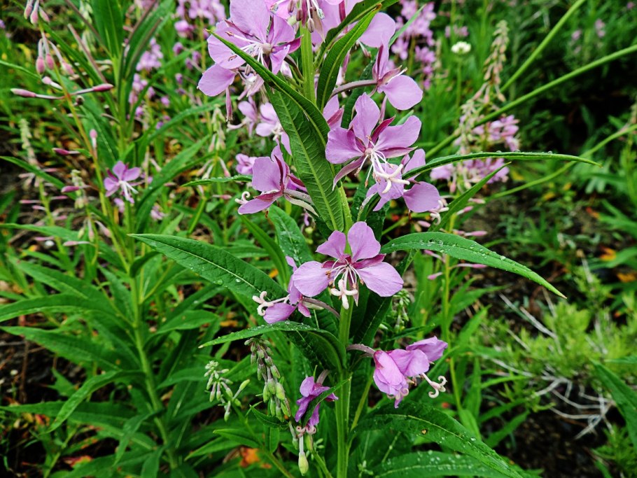 Epilobium hirsutum растение