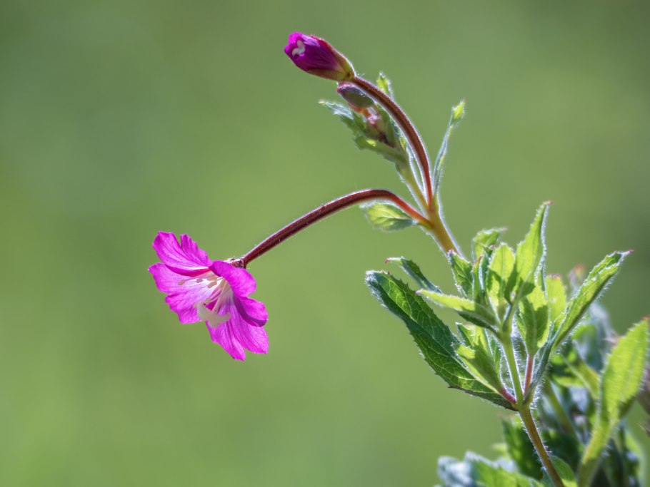 Кипрей болотный (Epilobium palustre)
