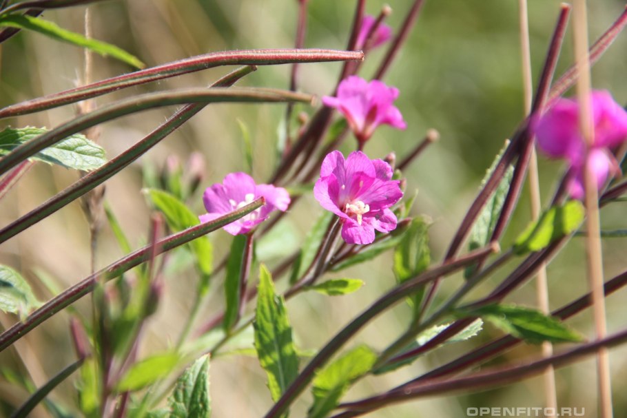 Кипрей мохнатый