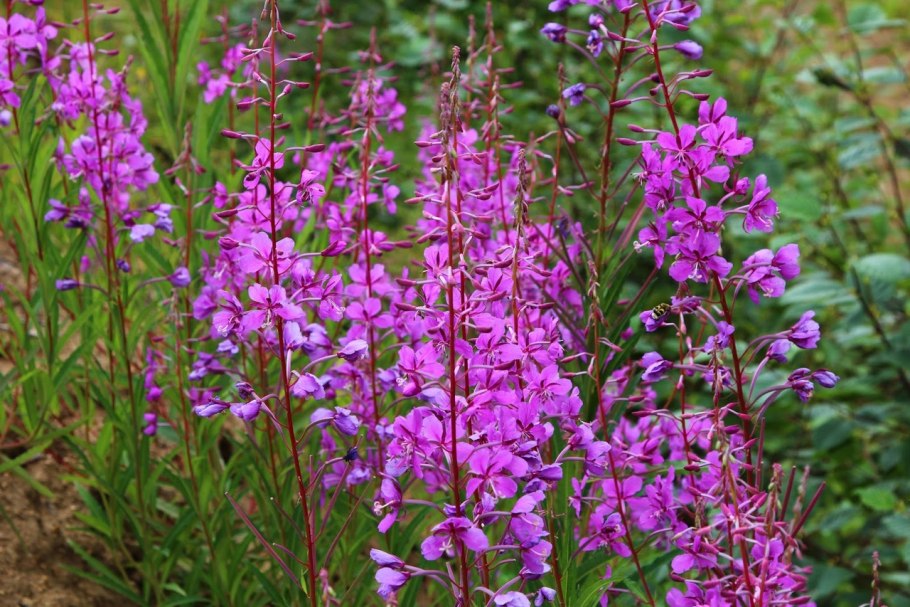 Иван чай на Гарях