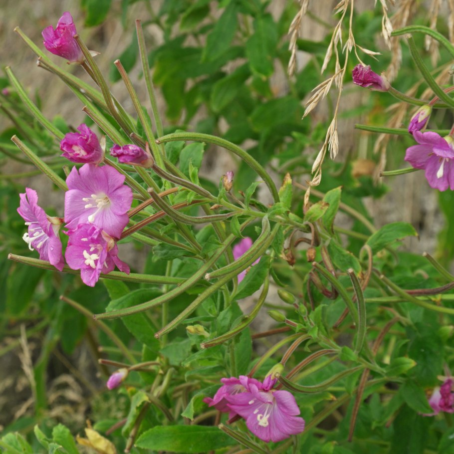 Эпилобиум хирсутум