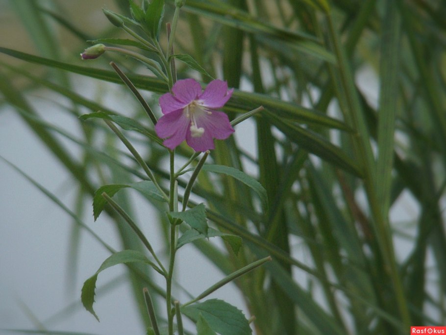 Кипрей железистый