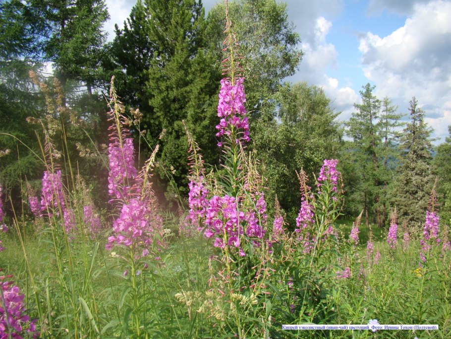 Кипрей узколистный иван чай