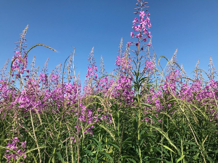 Кипрей волосистый Epilobium hirsutum l.