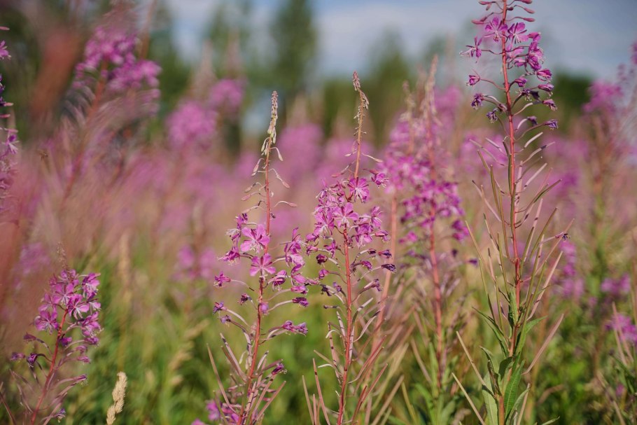 Растение кипрей мелкоцветковый