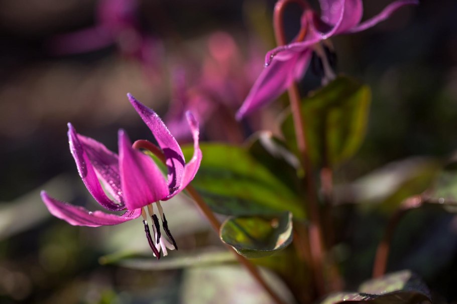 Село Кандык