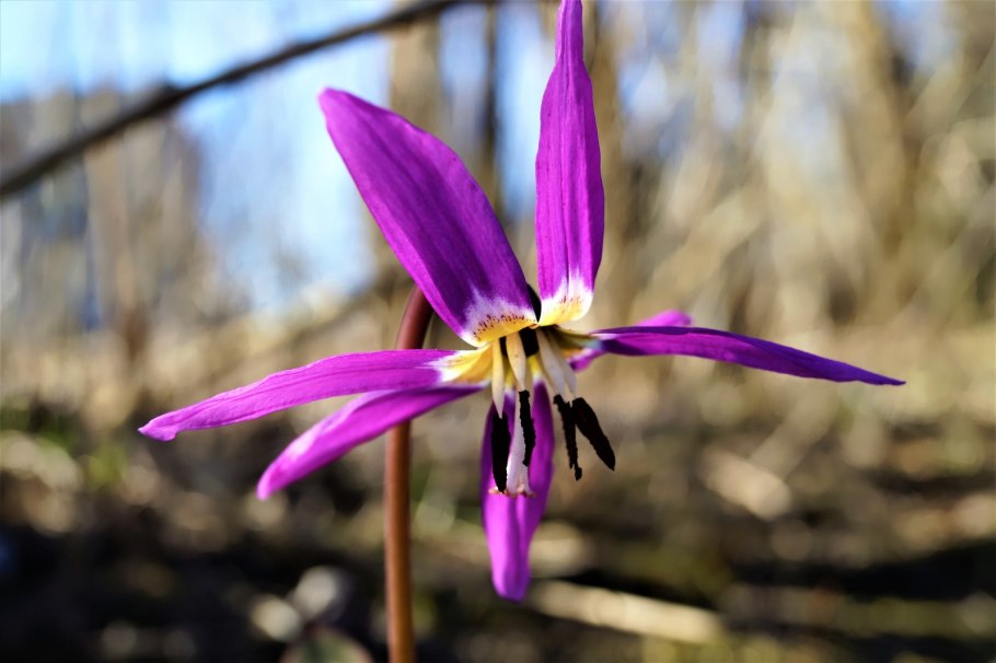 Erythronium helenae