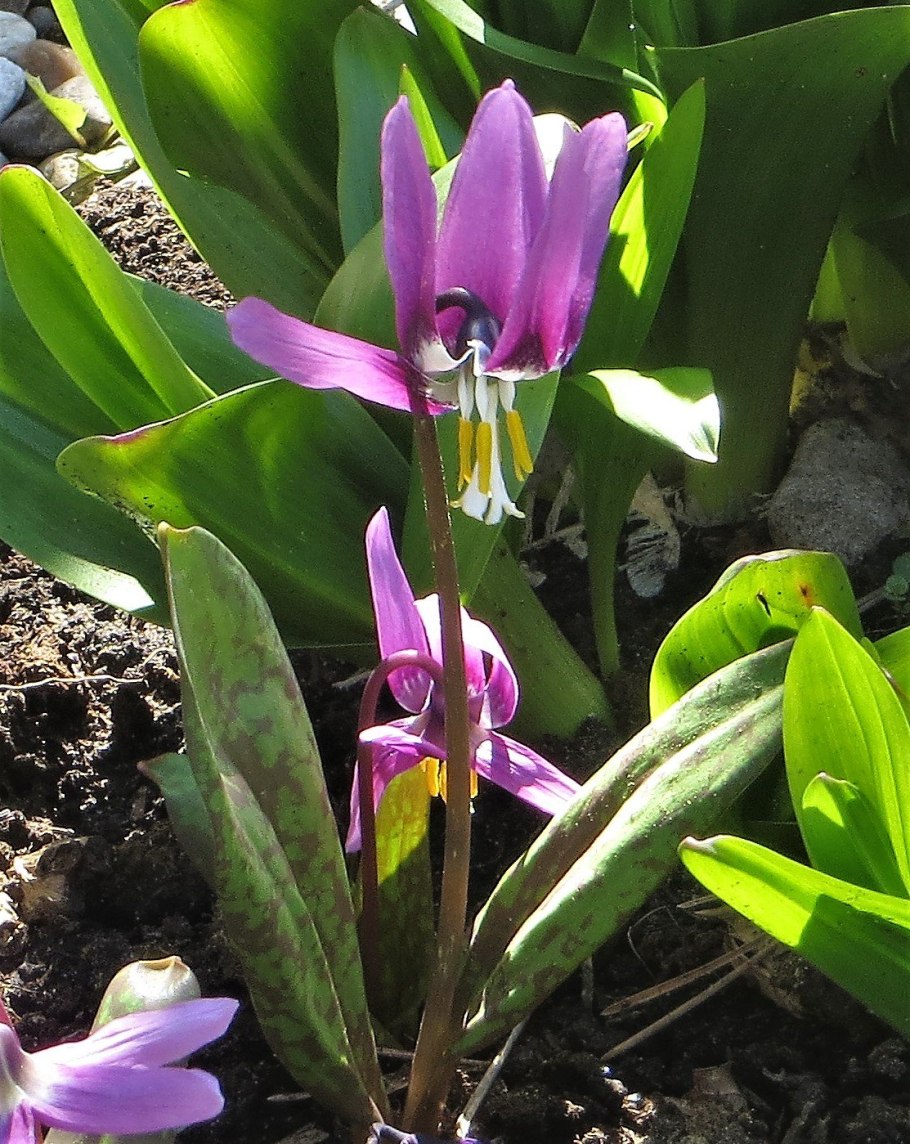 44.Кандык Сибирский - Erythronium sibiricum (Fisch. Et Mey.) Kryl.