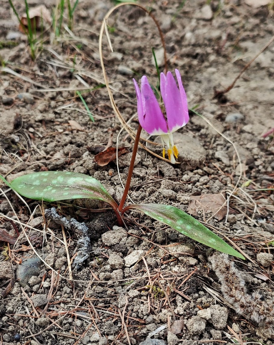 Кандык сибирский ( erythronium sibiricum).