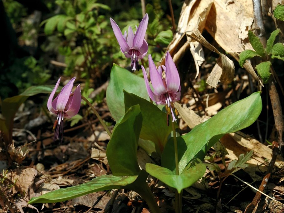Кандык (erythronium)