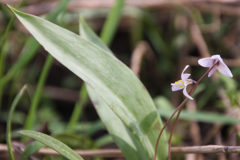 Erythronium albidum