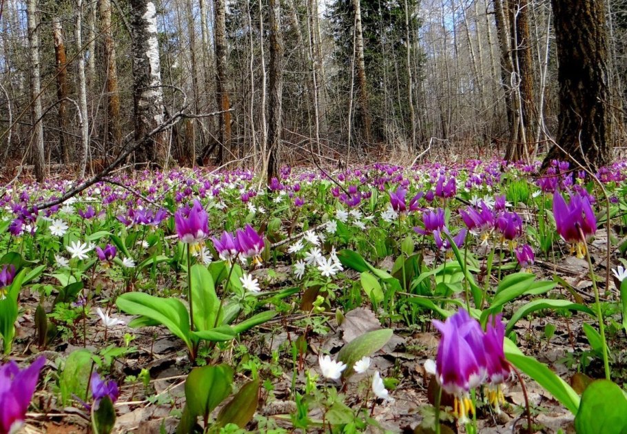 Сибирские первоцветы кандык