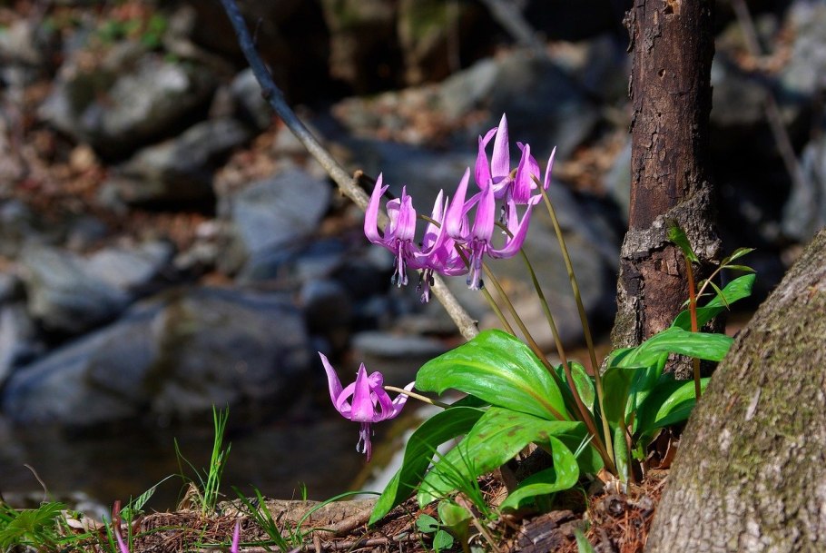 Кандык (Erythronium)