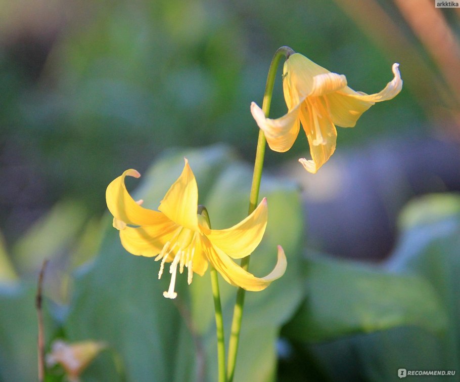 Erythronium pagoda