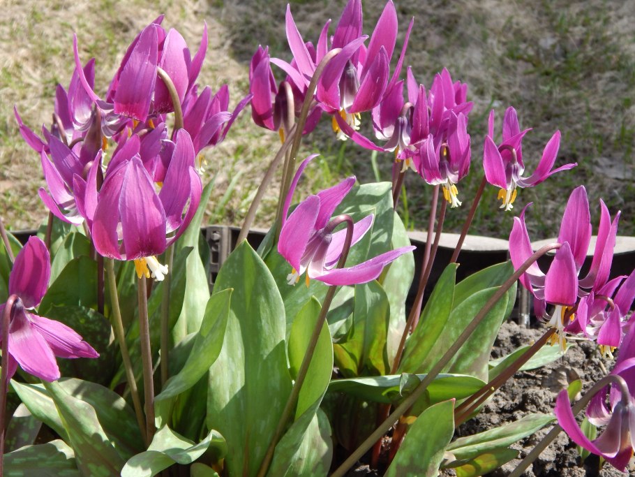 Кандык растение