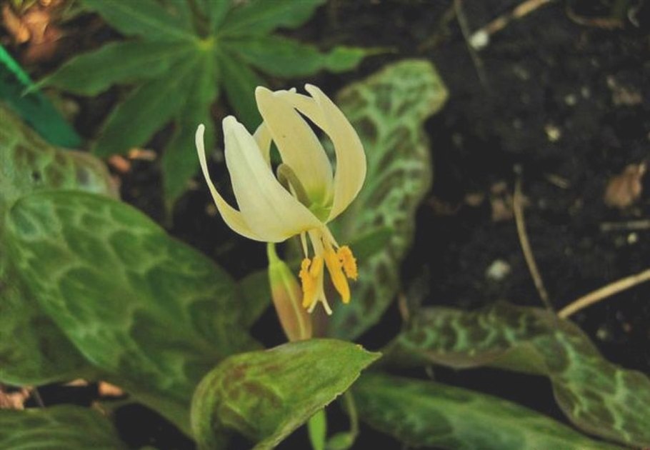 Erythronium oregonum