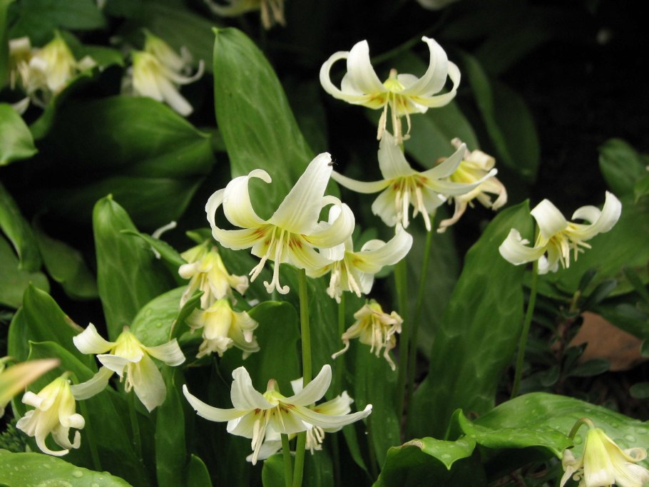 Кандык калифорнийский уайт бьюти