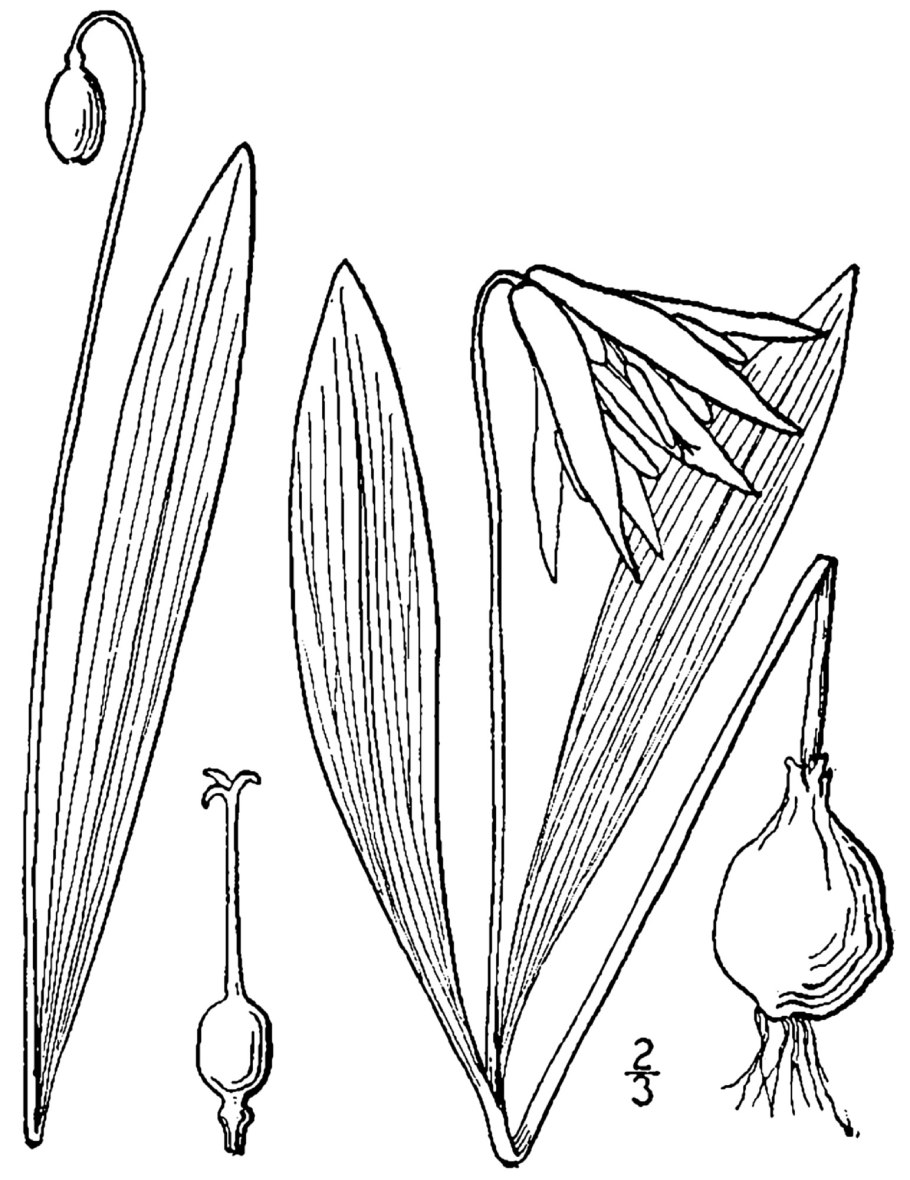 Кандык сибирский рисунок