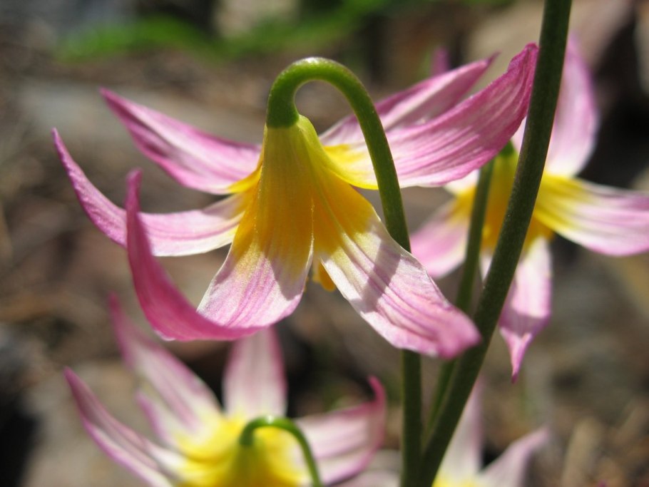 Erythronium californicum