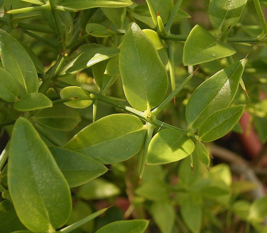 Salvadoraceae Azima tetracantha