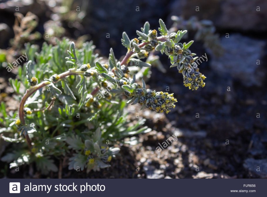 Полынь Горная низкорослая Кавказ