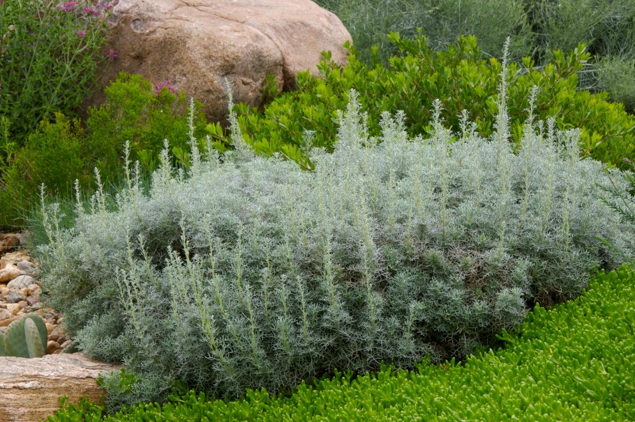Полынь Artemisia maritima